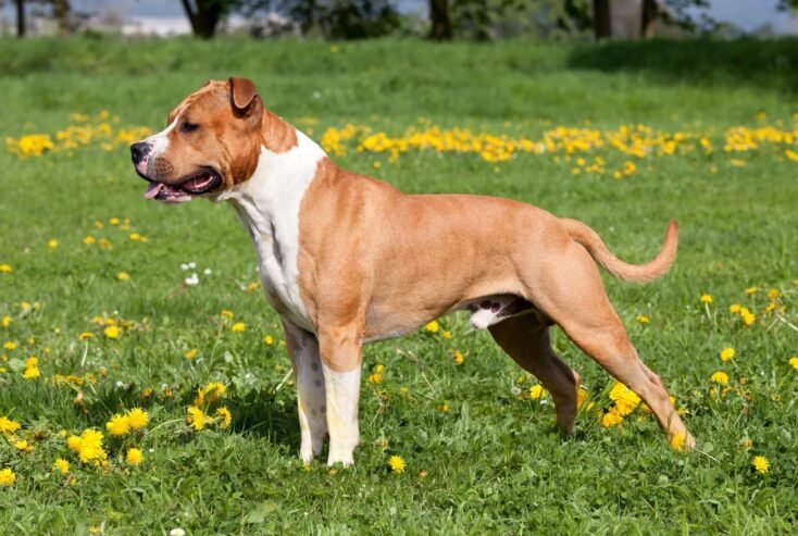 American Staffordshire Terrier