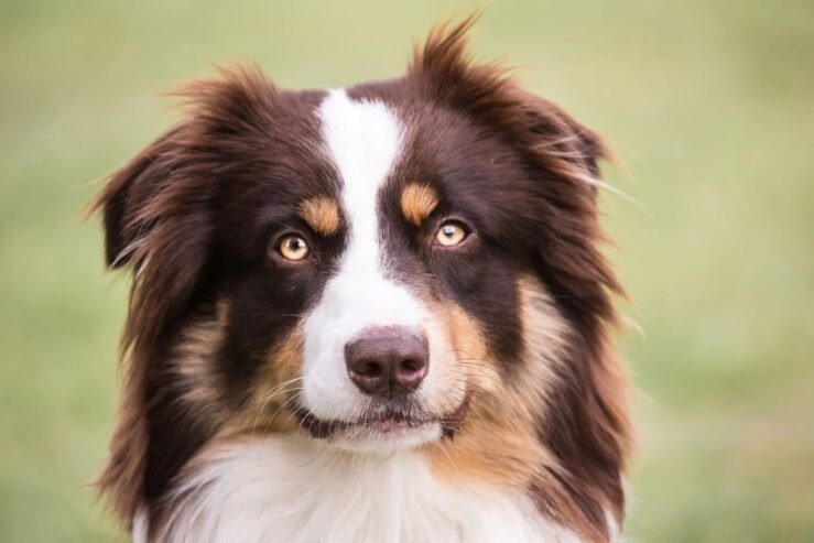 Australian Shepherd