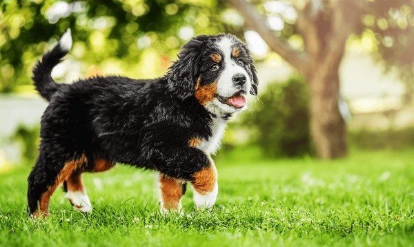 Bernese Mountain Dog