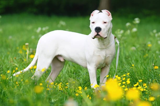 Dogo Argentino